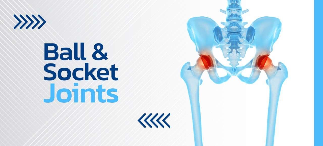 Ball & Socket Joint